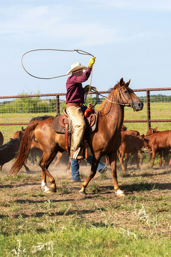 portada-vaquero-movil